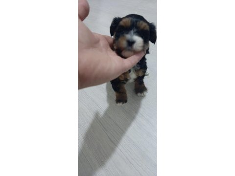 Dişi morkie