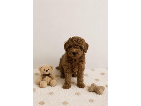 Red brown toy poodle miniğimiz