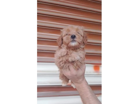 50 günlük erkek dişi maltipoo