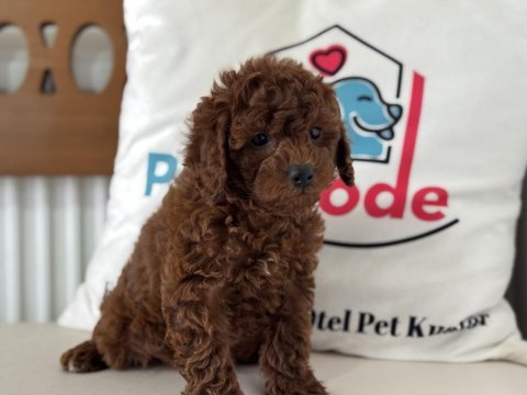 Ruhsatlı çiftlikden redbrown toy podlle yavrular