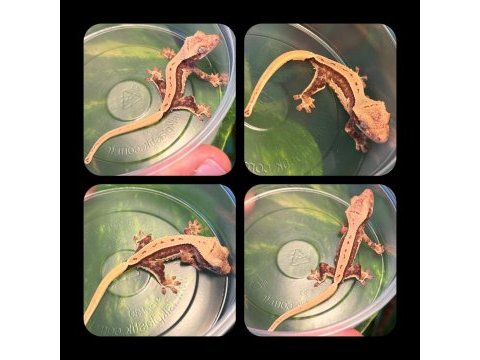 Crested gecko yavrular