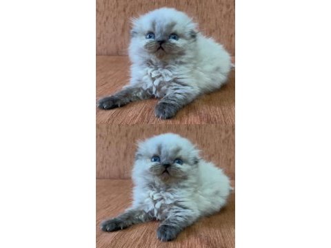 Minik scottish fold longhair prenses