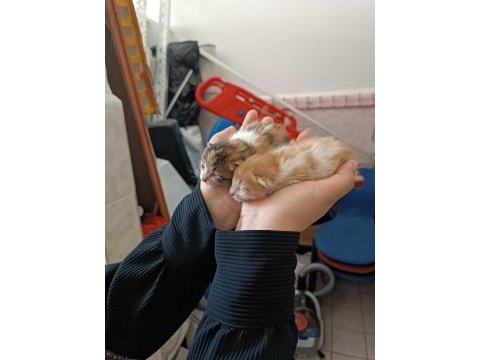 1 aylık tatlı mı tatlı yavru kedilerimiz