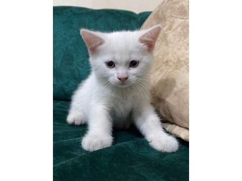 British shorthair