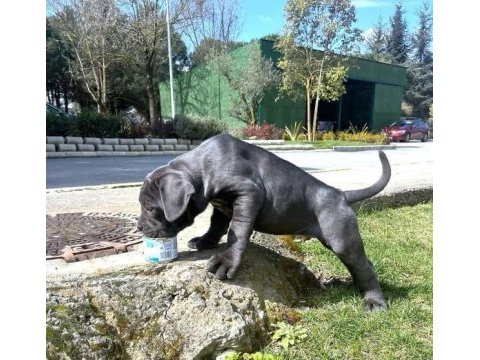 Blue/siyah cane corso yavrular