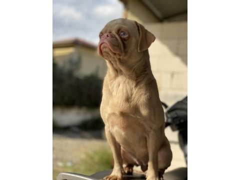Ping pug dişi