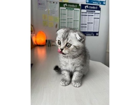 Scottish fold yavrusu