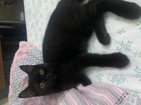 Bombay kedimiz bolu