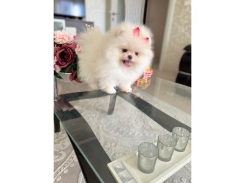 Mini boy teacup dişi pomeranian boo