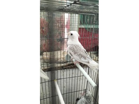 Erkek sultan papağanı