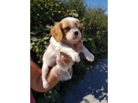 Muhteşem cavalier king charles