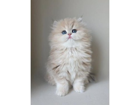 Dünya güzeli kusursuz bebek ay golden british longhair 