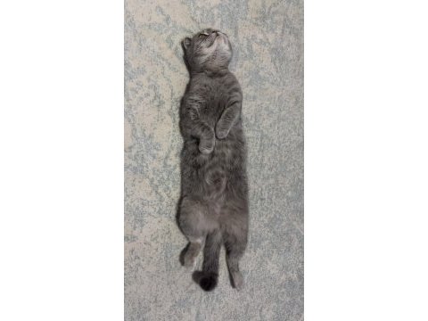 Ücretsiz sahiplendirme scottish fold kedisi