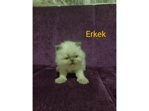 İran kedisi