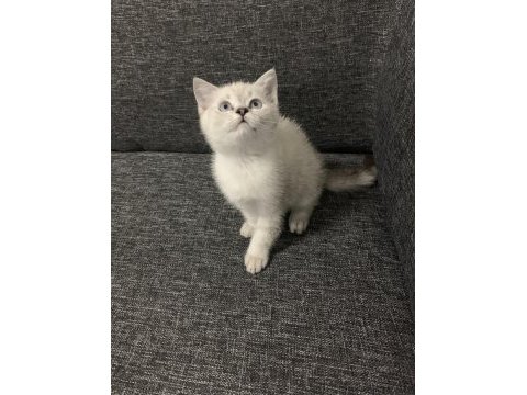 Arkadaş canlısı oyuncu show kalite british shorthair