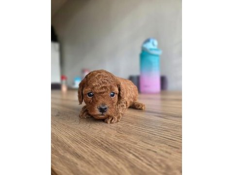 Lokum gibi poodle yavrular