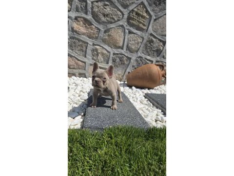 Yeşil göz izabella erkek efsane french bulldog