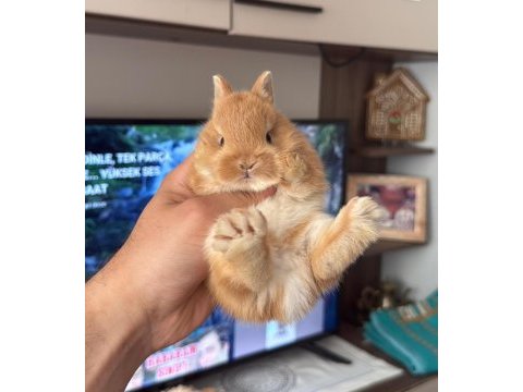 Holanda lop mini lop cüce tavşanlar
