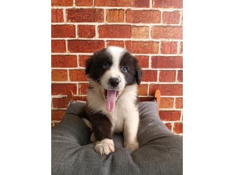 Border collie yavrular