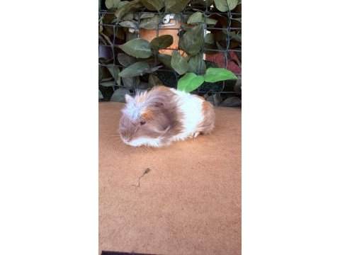 Sevimli ginepigler için ulaşınız