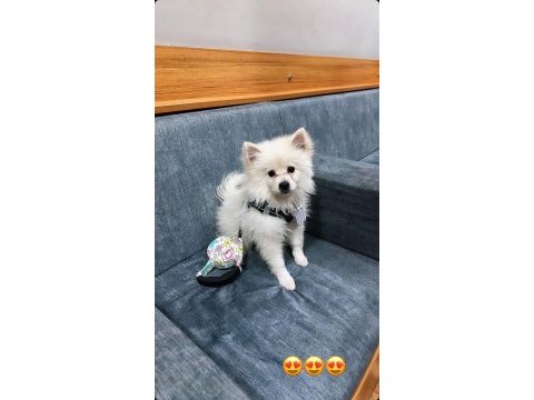 Uyguna verilecek acil pomeranian