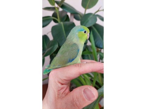Uçmaya hazır bebek forpuslar