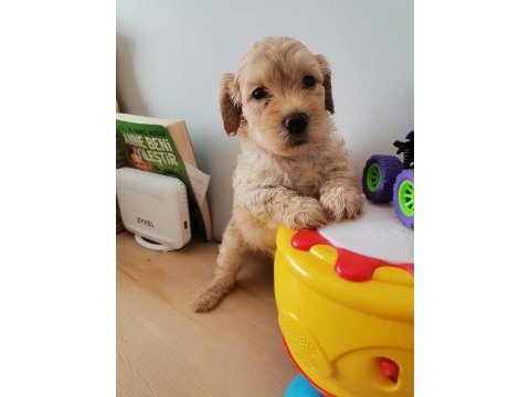 Minik maltipoo yavrularımız teslime hazır