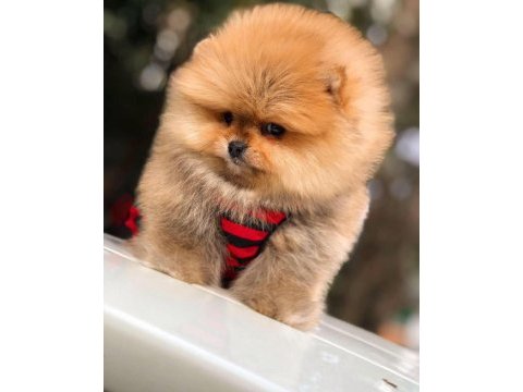 Sağlıklı ırk garantili pomeranian boo
