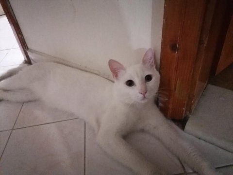 İki erkek kedimizi birlikte sahiplenilmesi şartıyla