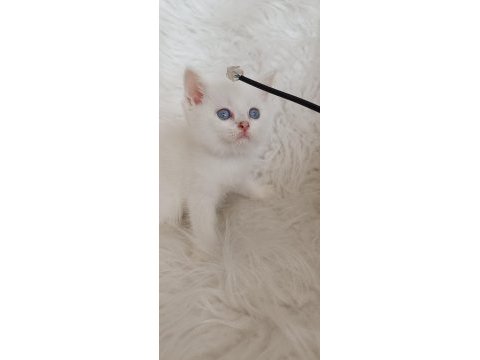 Acil bursa british shorthair ns 12 33 erkek yavru