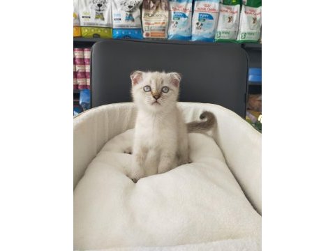 2 aylık scottish fold blue point dişi