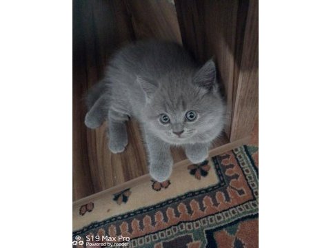 40 günlük orjinal gri british shorthair