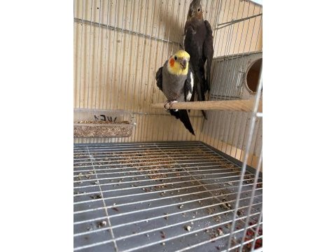 4 yavrulu kusursuz grey sultan papağanı takım