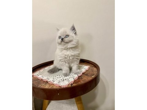 British longhair (bluepoint)