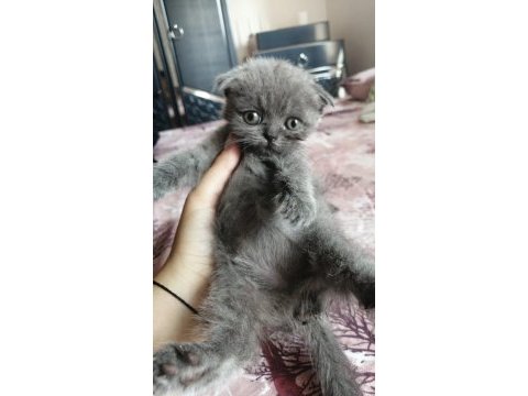 Scottish fold bebeklerimiz