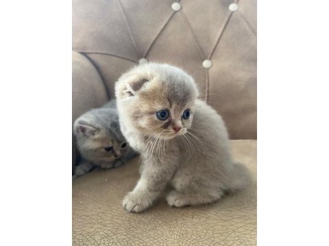 2 haftalık scottish fold