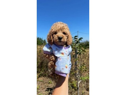 Toy poodle maması pedi malzemeleri ile