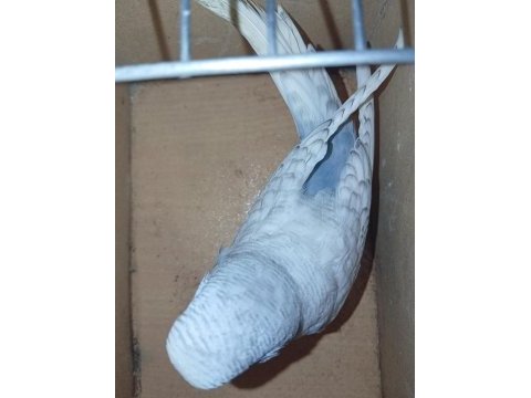 Karma sağlam muhabbet kuşlarım