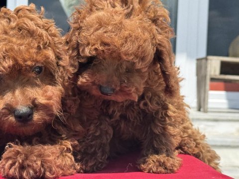 Ankranın en elit toy poodle yavruları ziyarete açık