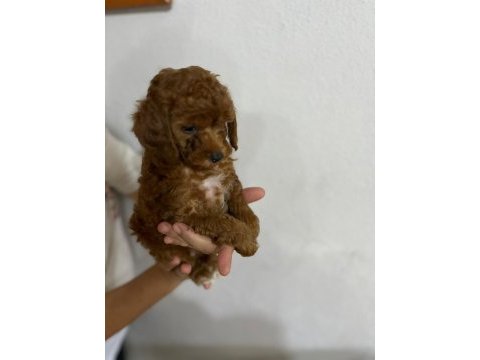 Güzel poodle bebekler