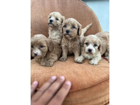 Maltipoo bebekler yeni yuvalarını arıyor