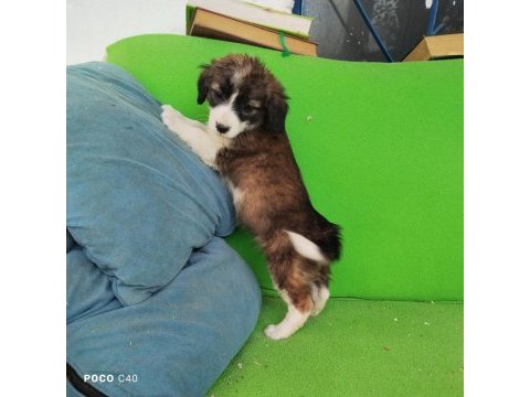 Fino yavru köpeğimiz kayseri