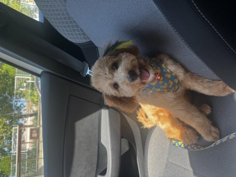 5.5 aylık poodle