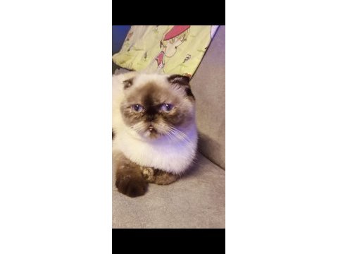 Beyaz mavi göz scottish fold
