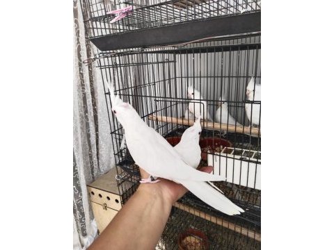 İster tek ister toplu albino sultan papağanı