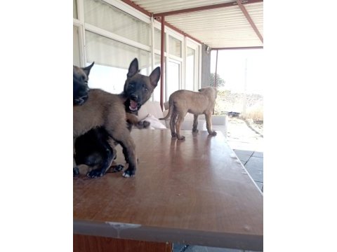 Malinois bebekler yeni yuvalarını arıyorlar