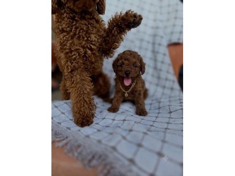 Kore erkek poodle yavrumuz