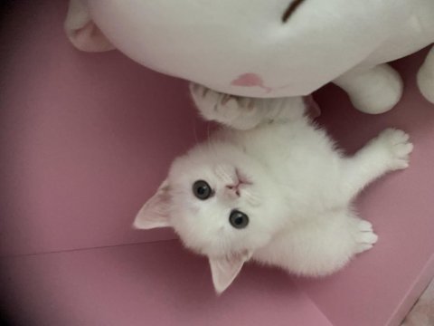 British shorthair kedimiz