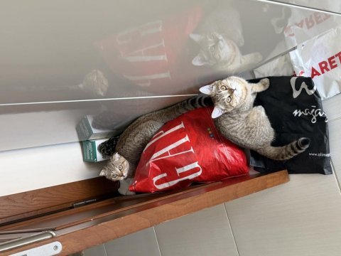 British shorthair sağlıklı yavrular