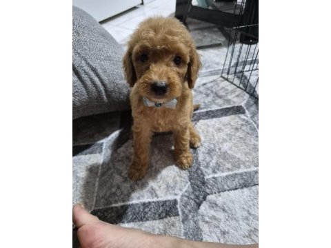 Toy poodle yavrular tuvalet eğitimli